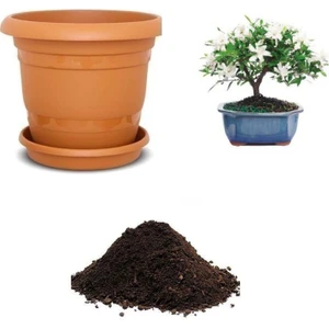 Serdar Çam Tohumculuk Ithal Tesbih Bonsai Ağacı Tohumu Ekim Seti