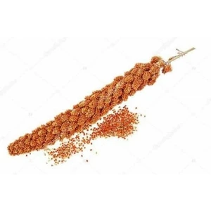 Mama Expres Kızıl Dal Darı 1 kg