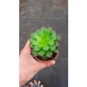 Aeonyum Perkarneum 8.5 Santim Saksı Sukulent