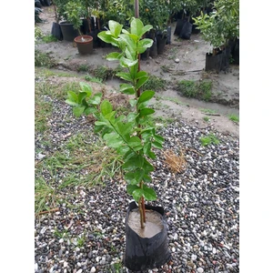 Köyceğiz Bitki Dünyası Thornless Mexican Lime Fidanı (Dikensiz Meksika Lime Limonu)