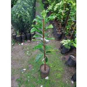 Köyceğiz Bitki Dünyası Pomelo Fidanı (Şadok - Ağaç Kavunu Fidanı)