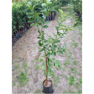 Köyceğiz Bitki Dünyası Lime Fidanı (Misket Limon) Aşılı Lime Fidanı