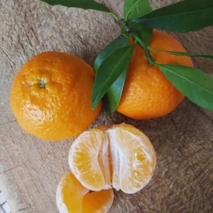 Köyceğiz Bitki Dünyası Klemantin Mandalina Fidanı (Aşılı Mandalina Fidanı)