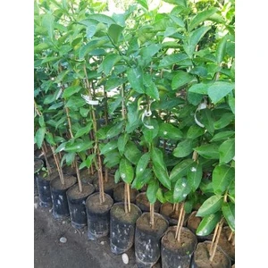 Köyceğiz Bitki Dünyası Bergamot Fidanı (Aşılı Bergamot Ağacı) Citrus Bergamia