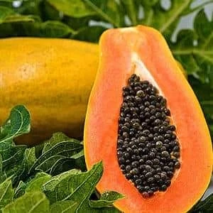 Tropikal Papaya (Ağaç Kavunu) Fidanı