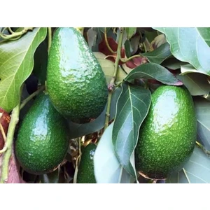 Bacon Avokado Fidanı, Tüplü Fidanistanbul