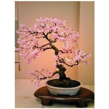 Serdar Çam Tohumculuk Nadir Pembe Zakkum Bonsai Ağacı Tohumu Fiyatı