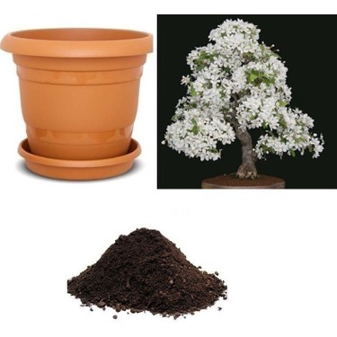 Serdar Çam Tohumculuk Nadir Beyaz Zakkum Bonsai Ağacı Tohumu Fiyatı