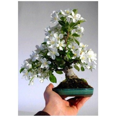 白斑ゆれる希少バナナ｜ムサ・アエアエ 7B 約100cm Serdar Çam Tohumculuk Nadir Beyaz Zakkum Bonsai Ağacı Tohumu Fiyatı