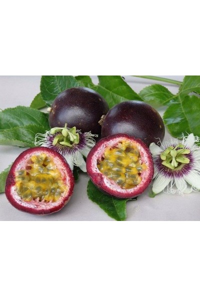 Yavuz Fidancılık Passiflora Edulis (Passion Fruit, Aşk Meyvesi, Çarkıfelek) Fidanı