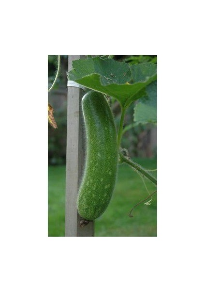 Nadir Tüylü Salatalık Tohumu Ekim Seti modelleri