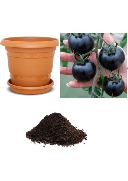 Ithal Black Tomato Tohumu Ekim Seti
