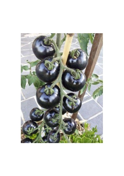 Ithal Black Tomato Tohumu Ekim Seti modelleri
