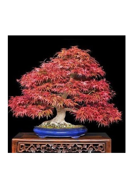 Ithal Flamingo Bonsai Ağacı Tohumu Ekim Seti