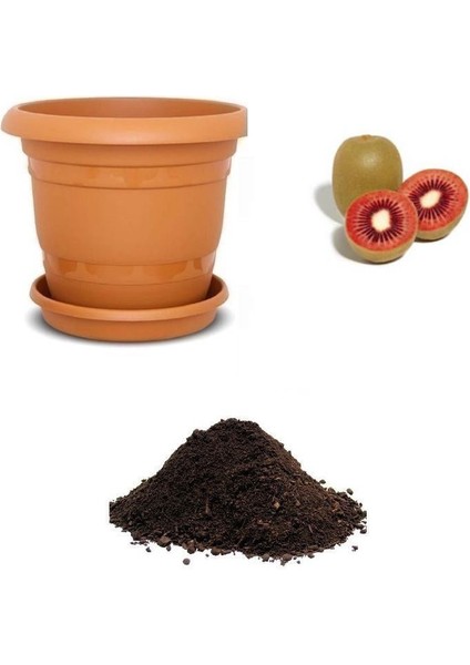 Nadir Kırmızı Kivi Tohumu Ekim Seti