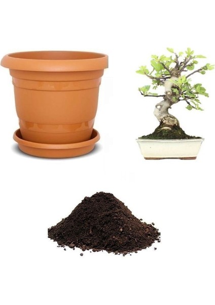 Ithal Yeşil Incir Bonsai Ağacı Tohumu Ekim Seti
