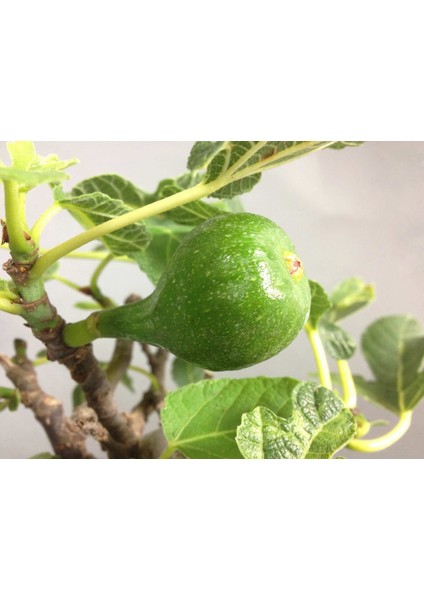 Ithal Yeşil Incir Bonsai Ağacı Tohumu Ekim Seti fiyatları