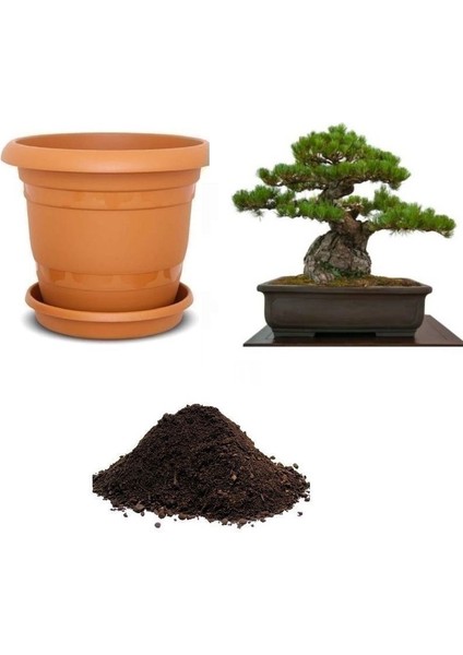 Ithal Fıstık Çamı Bonsai Ağacı Tohumu Ekim Seti