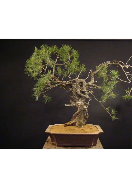 Ithal Fıstık Çamı Bonsai Ağacı Tohumu Ekim Seti