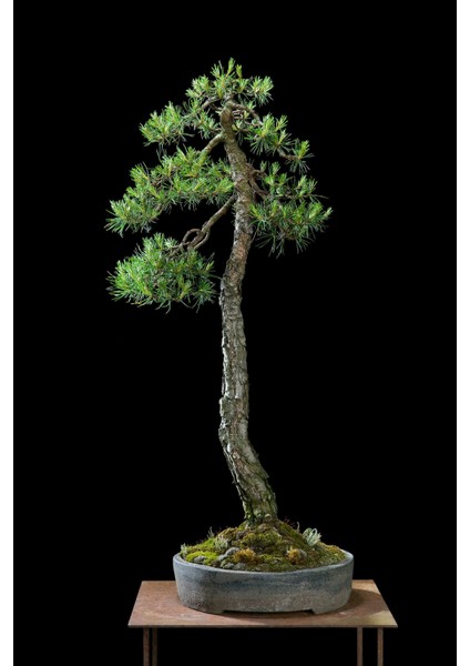 Ithal Fıstık Çamı Bonsai Ağacı Tohumu Ekim Seti