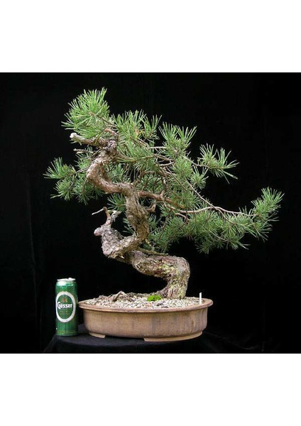 Ithal Fıstık Çamı Bonsai Ağacı Tohumu Ekim Seti