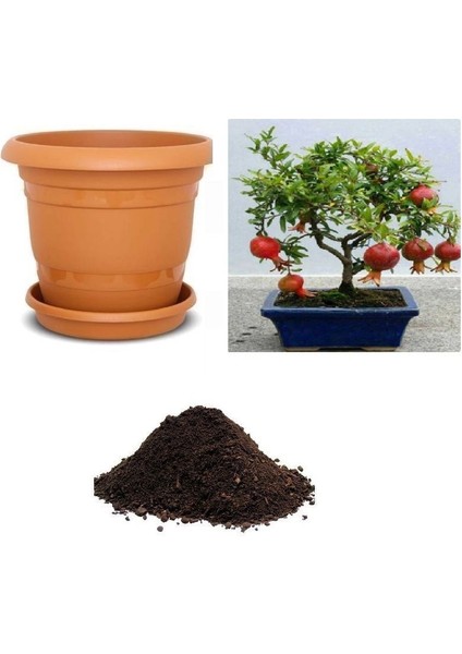 Ithal Nar Bonsai Ağacı Tohumu Ekim Seti