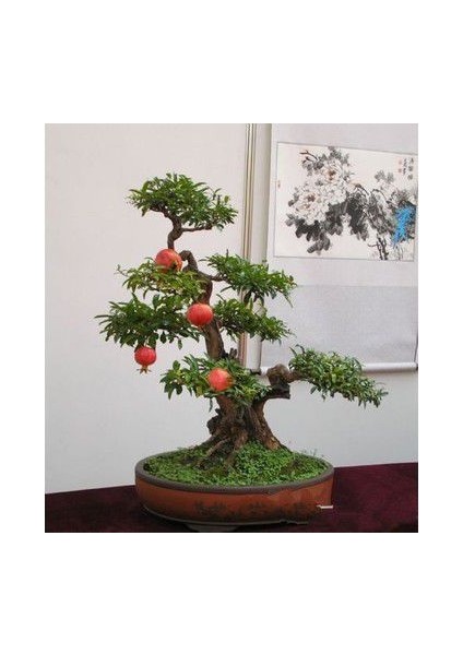 Ithal Nar Bonsai Ağacı Tohumu Ekim Seti fiyatları