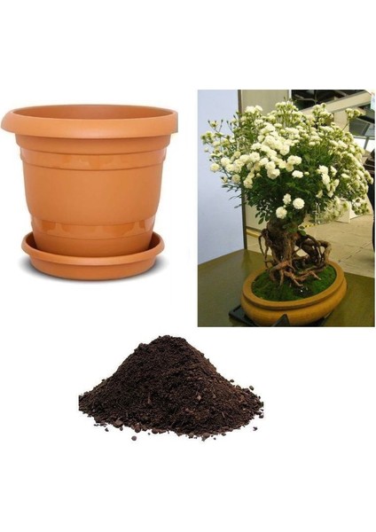 Nadir Beyaz Gül Bonsai Ağacı Tohumu Ekim Seti