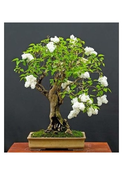 Nadir Beyaz Gül Bonsai Ağacı Tohumu Ekim Seti fiyatları