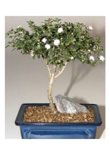 Nadir Beyaz Gül Bonsai Ağacı Tohumu Ekim Seti modelleri
