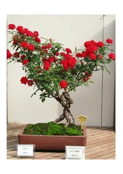 Nadir Kırmızı Gül Bonsai Ağacı Ekim Seti