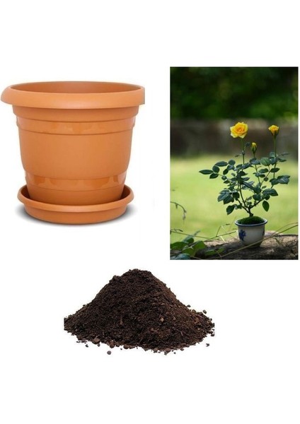 Nadir Sarı Gül Bonsai Ağacı Tohumu Ekim Seti