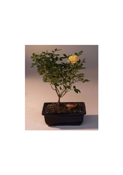 Nadir Sarı Gül Bonsai Ağacı Tohumu Ekim Seti