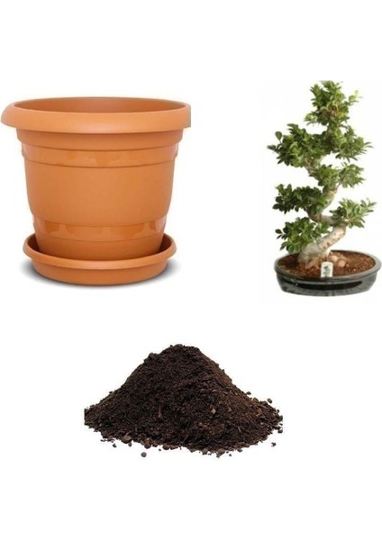 Ithal Hambeles Bonsai Ağacı Tohumu Ekim Seti