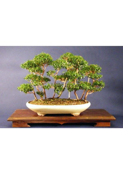 Ithal Hambeles Bonsai Ağacı Tohumu Ekim Seti