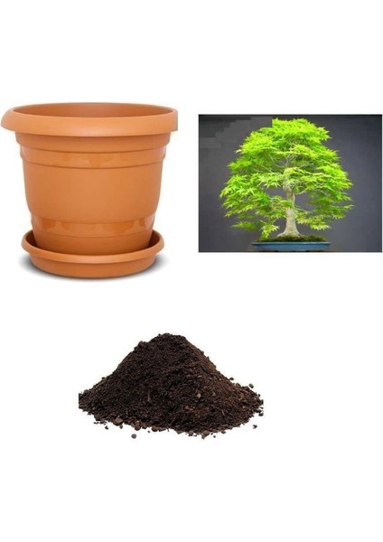 Japon Redwood Bonzai Ağacı Tohumu Ekim Seti