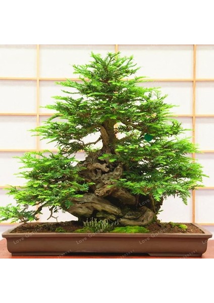 Japon Redwood Bonzai Ağacı Tohumu Ekim Seti fiyatları
