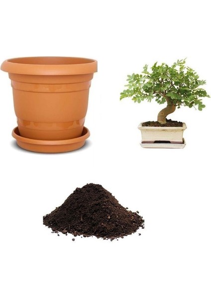 Ithal Dişbudak Bonsai Ağacı Tohumu Ekim Seti