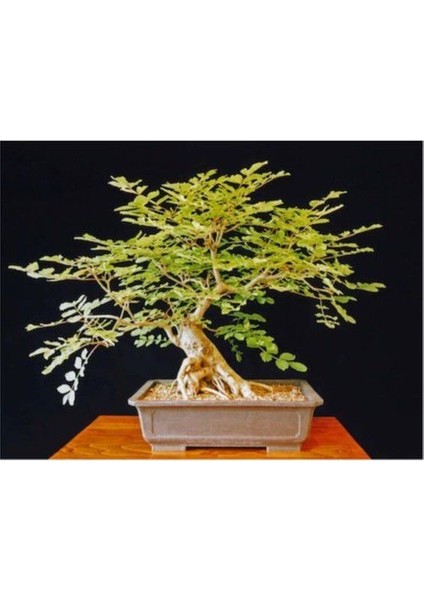 Ithal Dişbudak Bonsai Ağacı Tohumu Ekim Seti