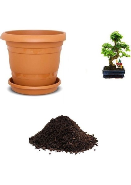 Nadir Beyaz Dut Bonsai Ağacı Tohumu Ekim Seti