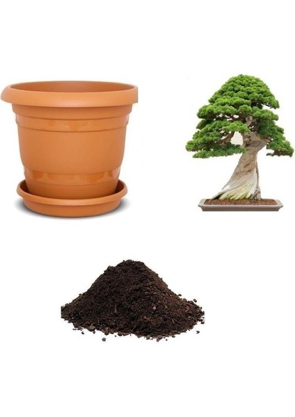 Okaliptüs Bonsai Ağacı Tohum Ekim Seti
