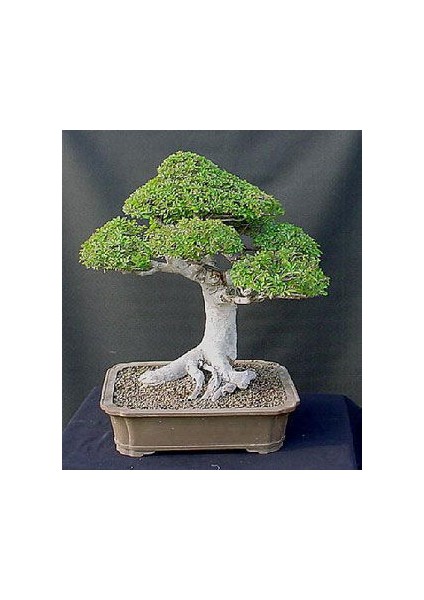 Okaliptüs Bonsai Ağacı Tohum Ekim Seti fiyatları