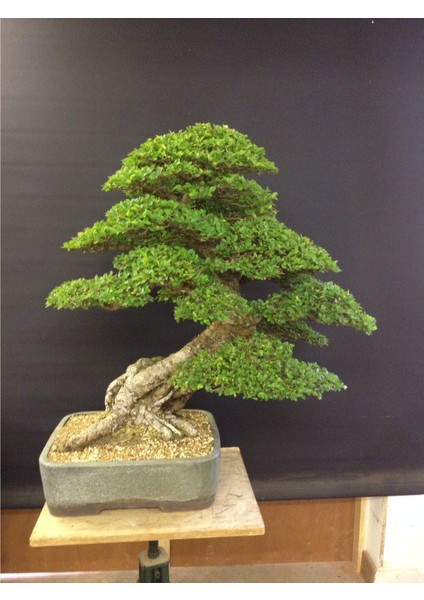 Okaliptüs Bonsai Ağacı Tohum Ekim Seti modelleri