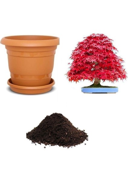 Ithal Red Maple Bonzai Ağacı Tohumu Ekim Seti