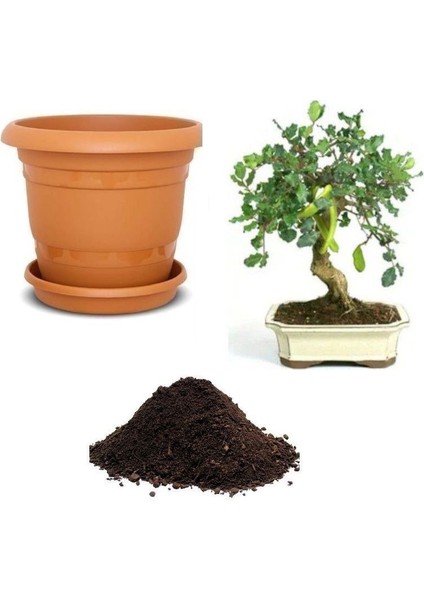 Keçi Boynuzu Bonsai Ağacı Tohumu Ekim Seti