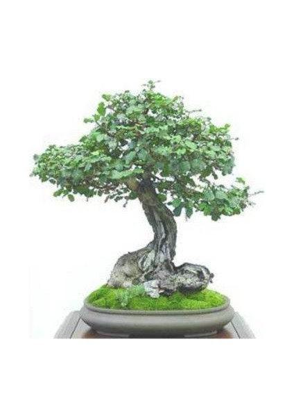 Keçi Boynuzu Bonsai Ağacı Tohumu Ekim Seti