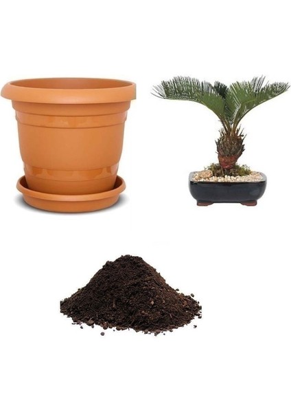 Bodur Palmiye Bonsai Ağacı Tohumu Ekim Seti