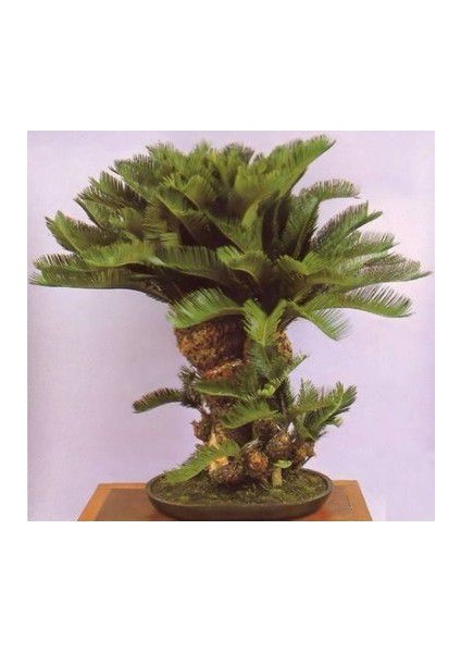 Bodur Palmiye Bonsai Ağacı Tohumu Ekim Seti modelleri