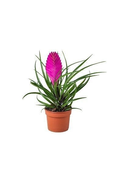 Nadir Tillandsia Çiçeği Tohumu Ekim Seti modelleri