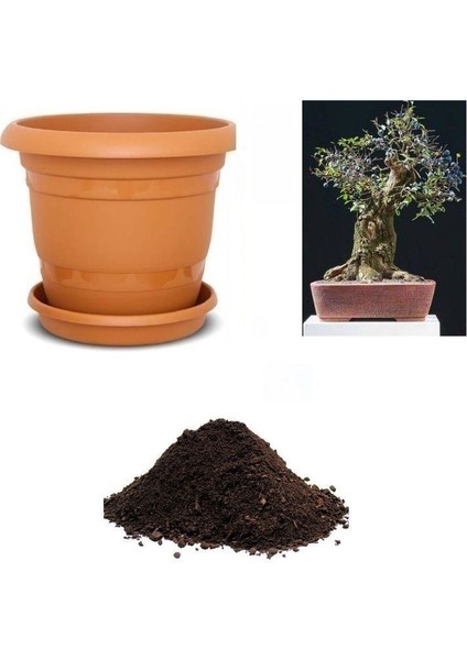 Ithal Blueberry Bonsai Ağacı Tohumu Ekim Seti